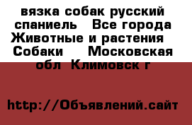 вязка собак русский спаниель - Все города Животные и растения » Собаки   . Московская обл.,Климовск г.